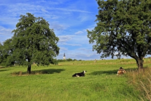 Fruit Tree Prints: Cows and fruit trees near Merzkirchen, Saargau, Rhineland-Palatinate, Germany, Europe