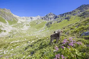 Farm Animal Prints: Cows graze in the green pastures with the rocky peak Suretta in the background