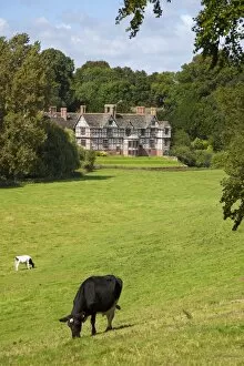 Images Dated 4th September 2009: Cows graze on meadows surrounding Pitchford Hall, an Elizabethan half-timbered house