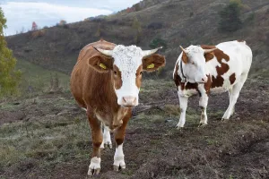Romania Prints: Cows grazing in a colorful autumn landscape in Romania with vibrant trees and rolling hills in the background