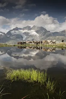 Cows grazing on green pastures surrounding the alpine lake, Val Bugliet, Canton of Graubunden