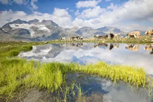 Cows grazing on green pastures surrounding the alpine lake, Val Bugliet, Canton of Graubunden