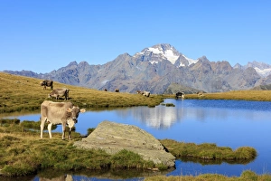 Province Of Sondrio Prints: Cows grazing on the shore of Lakes of Campagneda, Malenco Valley, Province of Sondrio