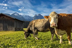 Barn Prints: Cows in the green pastures framed by the high peaks of the Alps, Garmisch Partenkirchen