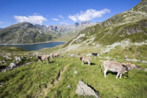Farm Animal Prints: Cows in the green pastures with Lake Montespluga in the background, Chiavenna Valley