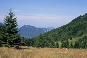 Cows at Medziholie Pass