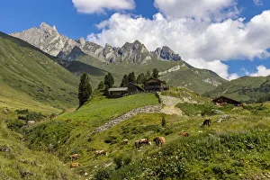 Farms Prints: Cows and mountain hut in summer, Aurina Valley, Dolomites, South Tyrol, Italy, Europe