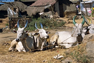 Bullock Prints: Cows with painted horns