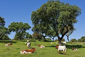 Alentejo Prints: Cows resting on grass under holm oak trees in Alentejo region in Portugal during a sunny day