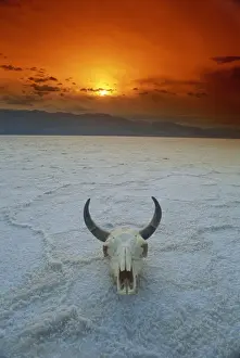 Dead Prints: Cows skull on salt flats, Death Valley National Monument, California