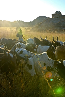 Images Dated 22nd August 2007: Cows walking through the high grass in the Isalo National Park, Madagascar, Africa