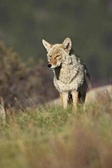 Coyote (Canis latrans)