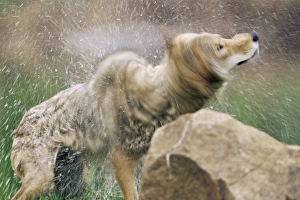 Coyote (Canis latrans)
