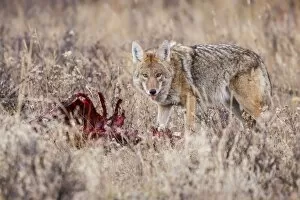 Images Dated 23rd October 2009: Coyote (Canis latrans) feeding on an elk carcass in Rocky Mountain National Park, Colorado
