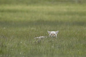 Coyote Prints: Coyote (Canis latrans) resting