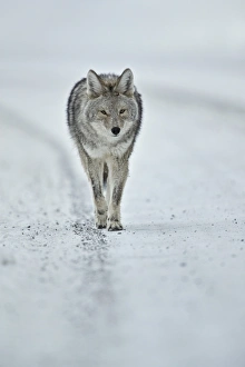 Coyote Prints: Coyote (Canis latrans) in the snow in winter, Yellowstone National Park, Wyoming