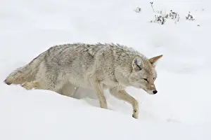 Coyote (Canis latrans) in snow, Yellowstone National Park, Wyoming, United States of America