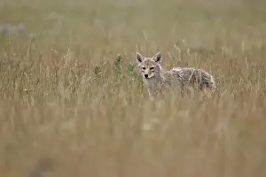 Albert A Prints: Coyote (Canis latrans), Waterton Lakes National Park, Alberta, Canada, North America