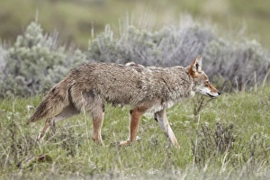 Coyote (Canis latrans), Yellowstone National Park, UNESCO World Heritage Site