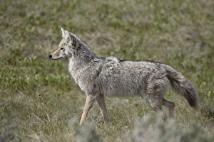 Coyote (Canis latrans), Yellowstone National Park, Wyoming, United States of America, North America