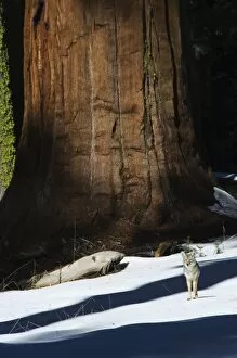 A coyote is dwarfed by a tall sequoia tree trunk in