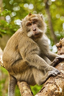 Crab-eating (long-tailed) macaque monkey, known for stealing from tourists, National Park, Pangandaran, Java, Indonesia, Southeast Asia, Asia