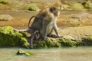Images Dated 7th June 2010: Crab-eating (long-tailed) macaque monkey with baby by a river mouth in the national park at
