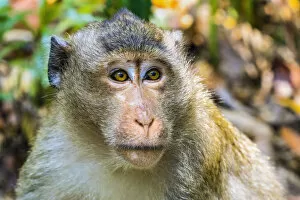 Looking Away Gallery: Crab-eating macaque (long-tailed macaque) monkey (Macaca fascicularis) in the jungle