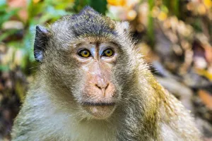 Looking Away Gallery: Crab-eating macaque (long-tailed macaque) monkey (Macaca fascicularis) in the jungle
