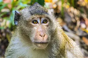 Looking Away Prints: Crab-eating macaque (long-tailed macaque) monkey (Macaca fascicularis) in the jungle