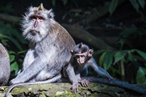 Crab-eating macaque (Macaca fascicularis) mother playing with her kids, Monkey Forest, Ubud, Bali, Indonesia, Southeast Asia, Asia Crab-eating macaque (Macaca fascicularis) mother playing with her kids, Monkey Forest, Ubud, Bali, Indonesia, Southeast Asia, Asia