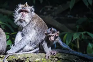 Ubud Prints: Crab-eating macaque (Macaca fascicularis) mother playing with her kids