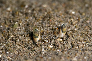 Crab Prints: Crab eyes, Dominica, West Indies, Caribbean, Central America