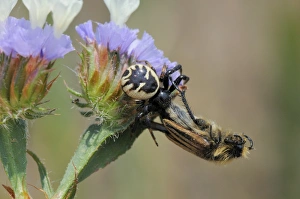 Invertebrate Prints: Crab spider (Synema globosum) with bumblebee