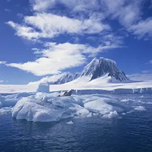 Antarctica Prints: Crabeater seal on ice floe, west coast of Antarctic Peninsula, Antarctica, Polar Regions