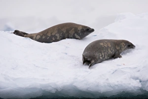 Lobodon Carcinophaga Prints: Crabeater seal (Lobodon carcinophaga) on the ice, Wilhelmina Bay, Antarctica, Polar