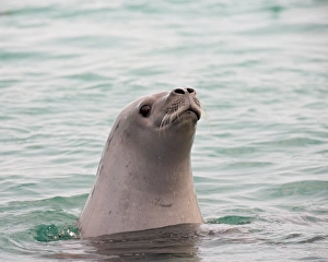 Crabeater seal (Lobodon carcinophagus), Pleneau Island, Antarctic Peninsula