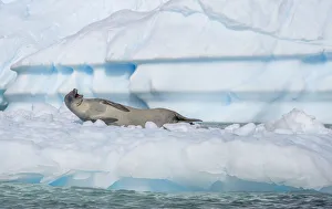 Lying Down Prints: Crabeater seal with open mouth on ice floe, Antarctica, Polar Regions