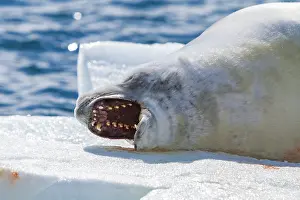 Biology Prints: Crabeater seal rests on ice floe in Antarctic waters near the Antarctic Peninsula during daylight