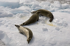 Crabeater seals (Lobodon carcinophagus), Lemaire Channel, Antarctic Peninsula