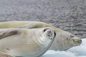 Ecosystems Prints: Crabeater seals rest on ice floe in Antarctica during daylight hours