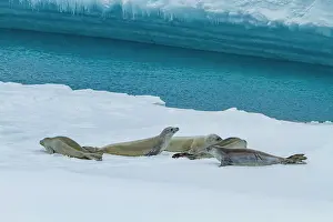 Resources Prints: Crabeater seals resting on an ice floe in the Antarctic region near the Antarctic Peninsula