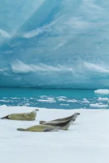 Colony Prints: Crabeater seals resting on ice floe in Antarctic waters near the Antarctic Peninsula during summer season