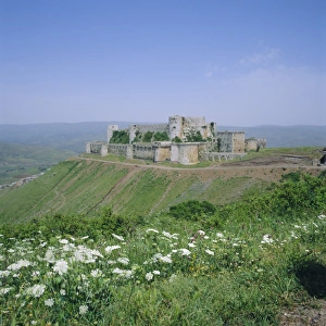 Wild Flower Prints: Crac des Chevaliers