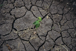 Cracked dried up soil, Ethiopia, Africa