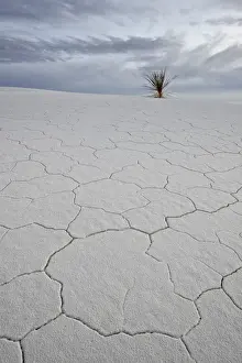 Textured Prints: Cracked sand dune with a yucca