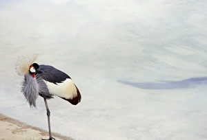 Santa Barbara Prints: Crane, Santa Barbara Zoo