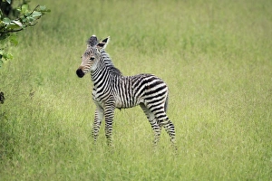 Stripe Prints: Crawshays zebra foal (Equus quagga crawshayi), South Luangwa National Park, Zambia