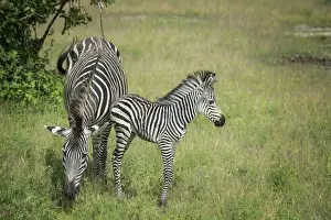 Stripe Prints: Crawshays zebra mother and foal (Equus quagga crawshayi), South Luangwa National Park