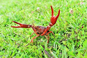 Crustacean Prints: Crayfish in grassland near Beaumont, Texas, United States of America